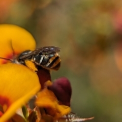 Lipotriches (Austronomia) ferricauda (Halictid bee) at Canberra Central, ACT - 25 Oct 2023 by Miranda