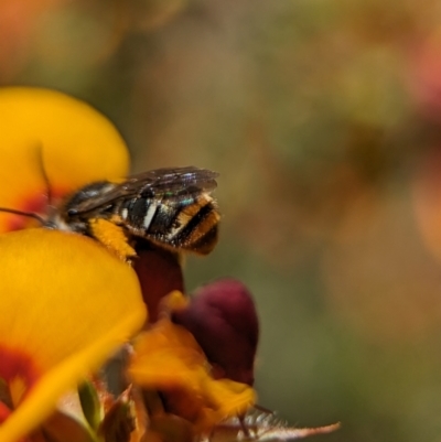 Lipotriches (Austronomia) ferricauda (Halictid bee) at Canberra Central, ACT - 25 Oct 2023 by Miranda