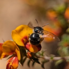 Lipotriches (Austronomia) ferricauda at Canberra Central, ACT - 25 Oct 2023