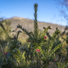 Grevillea lanigera (Woolly Grevillea) at Rendezvous Creek, ACT - 19 Oct 2023 by trevsci