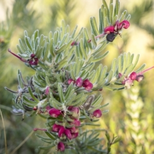 Grevillea lanigera at Rendezvous Creek, ACT - 20 Oct 2023 07:42 AM