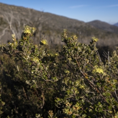 Phebalium squamulosum subsp. ozothamnoides (Alpine Phebalium, Scaly Phebalium) at Rendezvous Creek, ACT - 20 Oct 2023 by trevsci