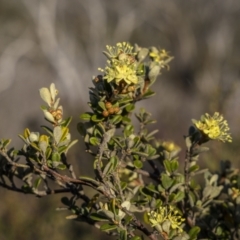 Phebalium squamulosum subsp. ozothamnoides at Rendezvous Creek, ACT - 20 Oct 2023