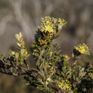 Phebalium squamulosum subsp. ozothamnoides at Rendezvous Creek, ACT - 20 Oct 2023