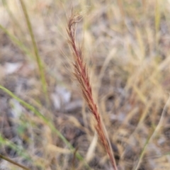 Vulpia sp. (A Squirreltail Fescue) at Spence, ACT - 25 Oct 2023 by trevorpreston