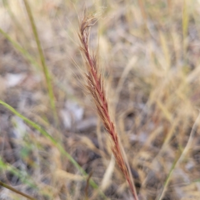 Vulpia (genus) (A Squirreltail Fescue) at Spence, ACT - 25 Oct 2023 by trevorpreston