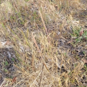 Vulpia sp. at Spence, ACT - 25 Oct 2023 04:07 PM