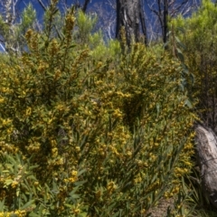 Daviesia mimosoides subsp. mimosoides at Namadgi National Park - 17 Oct 2023 by trevsci