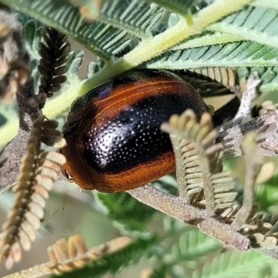 Dicranosterna immaculata (Acacia leaf beetle) at Kuringa Woodlands - 25 Oct 2023 by trevorpreston