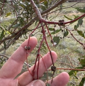 Eucalyptus insect gall at Molonglo Valley, ACT - 25 Oct 2023