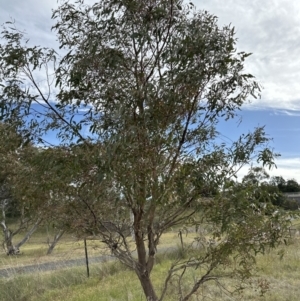 Eucalyptus insect gall at Molonglo Valley, ACT - 25 Oct 2023