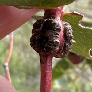 Eucalyptus insect gall at Yarralumla, ACT - 25 Oct 2023