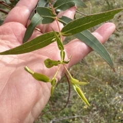 Eucalyptus insect gall at Yarralumla, ACT - 25 Oct 2023