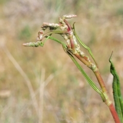 Rumex brownii (Slender Dock) at Fraser, ACT - 25 Oct 2023 by trevorpreston