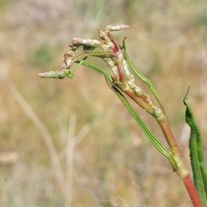 Rumex brownii at Fraser, ACT - 25 Oct 2023 04:00 PM