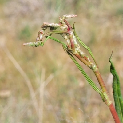 Rumex brownii (Slender Dock) at Fraser, ACT - 25 Oct 2023 by trevorpreston