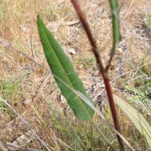 Rumex brownii at Fraser, ACT - 25 Oct 2023 04:00 PM