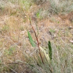 Rumex brownii at Fraser, ACT - 25 Oct 2023 04:00 PM