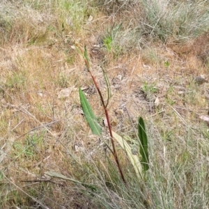 Rumex brownii at Fraser, ACT - 25 Oct 2023