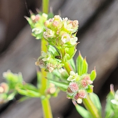 Galium aparine (Goosegrass, Cleavers) at Kuringa Woodlands - 25 Oct 2023 by trevorpreston