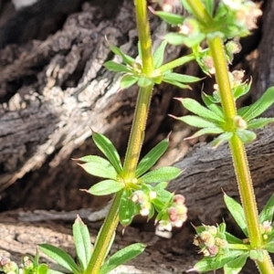 Galium aparine at Fraser, ACT - 25 Oct 2023