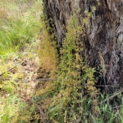 Galium aparine at Fraser, ACT - 25 Oct 2023