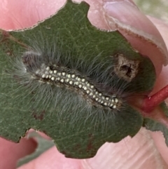 Uraba lugens (Gumleaf Skeletonizer) at Molonglo Valley, ACT - 25 Oct 2023 by lbradley