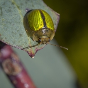 Paropsisterna hectica at Rendezvous Creek, ACT - 18 Oct 2023