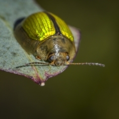 Paropsisterna hectica at Rendezvous Creek, ACT - 18 Oct 2023