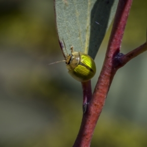 Paropsisterna hectica at Rendezvous Creek, ACT - 18 Oct 2023