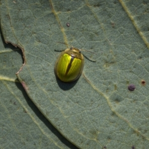 Paropsisterna hectica at Rendezvous Creek, ACT - 18 Oct 2023