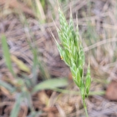 Bromus hordeaceus (A Soft Brome) at Fraser, ACT - 25 Oct 2023 by trevorpreston