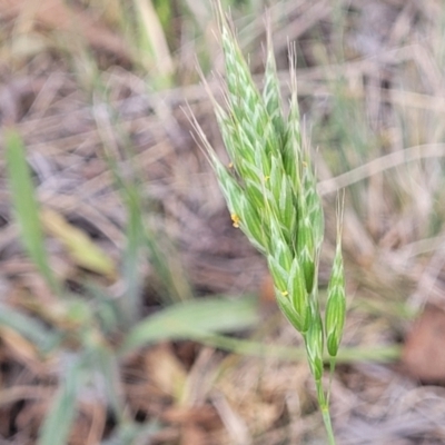 Bromus hordeaceus (A Soft Brome) at Fraser, ACT - 25 Oct 2023 by trevorpreston