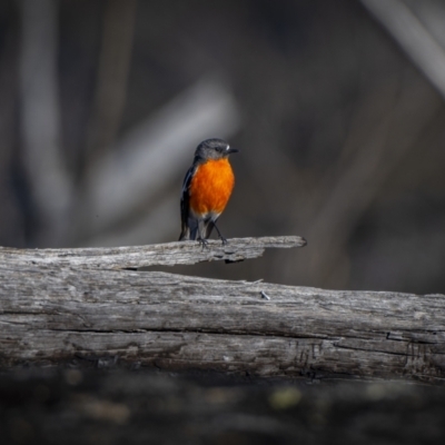 Petroica phoenicea (Flame Robin) at Rendezvous Creek, ACT - 19 Oct 2023 by trevsci