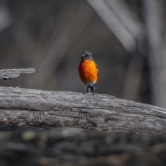 Petroica phoenicea at Rendezvous Creek, ACT - 19 Oct 2023 05:14 PM