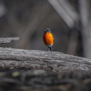 Petroica phoenicea at Rendezvous Creek, ACT - 19 Oct 2023