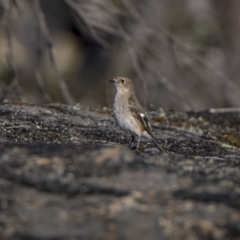 Petroica phoenicea at Rendezvous Creek, ACT - 19 Oct 2023 05:14 PM