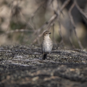 Petroica phoenicea at Rendezvous Creek, ACT - 19 Oct 2023 05:14 PM