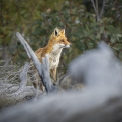 Vulpes vulpes (Red Fox) at Rendezvous Creek, ACT - 19 Oct 2023 by trevsci
