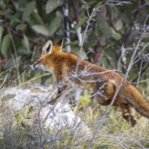 Vulpes vulpes at Rendezvous Creek, ACT - 19 Oct 2023 06:39 PM