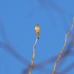 Falco cenchroides (Nankeen Kestrel) at Rendezvous Creek, ACT - 19 Oct 2023 by trevsci