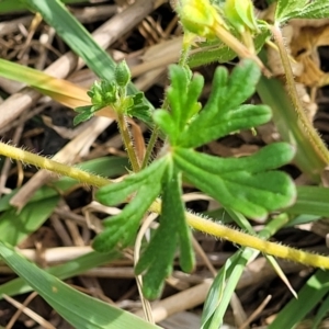 Geranium retrorsum at Fraser, ACT - 25 Oct 2023
