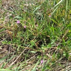 Geranium retrorsum at Fraser, ACT - 25 Oct 2023