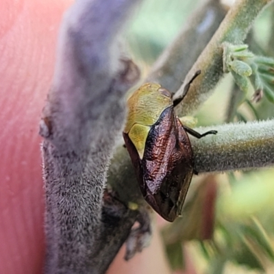 Chaetophyes compacta (Tube spittlebug) at Fraser, ACT - 25 Oct 2023 by trevorpreston