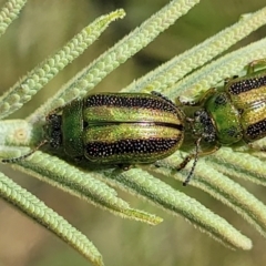 Calomela vittata (Acacia leaf beetle) at Fraser, ACT - 25 Oct 2023 by trevorpreston