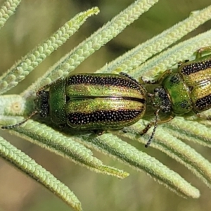 Calomela vittata at Fraser, ACT - 25 Oct 2023