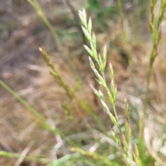 Lolium arundinaceum (Tall Fescue) at Fraser, ACT - 25 Oct 2023 by trevorpreston