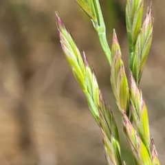 Festuca arundinacea at Fraser, ACT - 25 Oct 2023