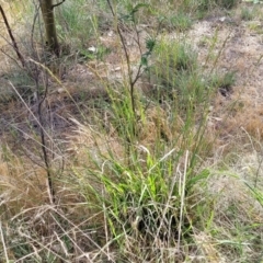 Festuca arundinacea at Fraser, ACT - 25 Oct 2023