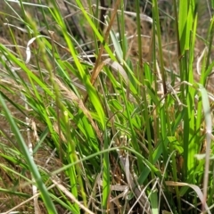 Lolium arundinaceum at Fraser, ACT - 25 Oct 2023 03:50 PM